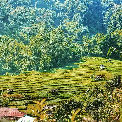 sawah masyarakat kulawi